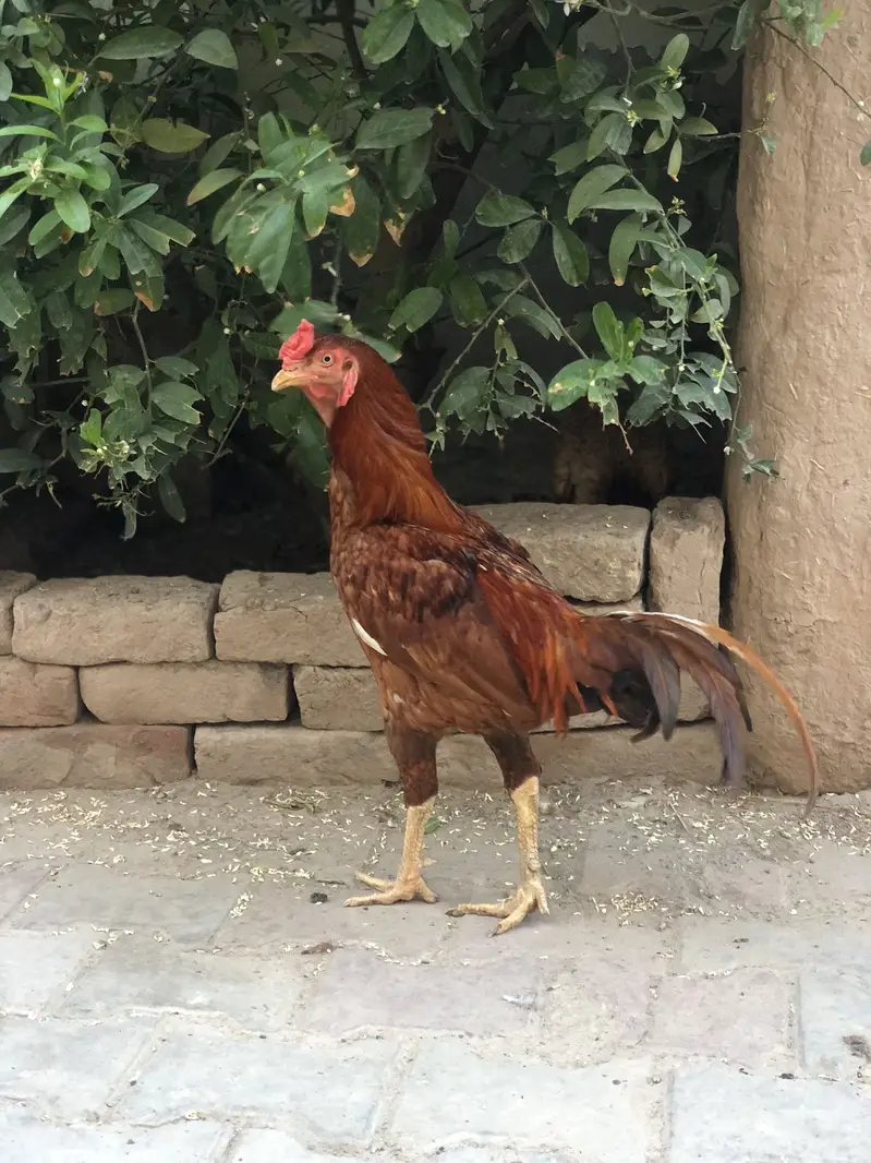 Aseel Murgha and Murghi — photo 4