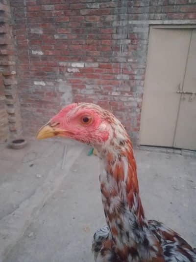 Aseel high quality 3 patha seazon ka Liya havi