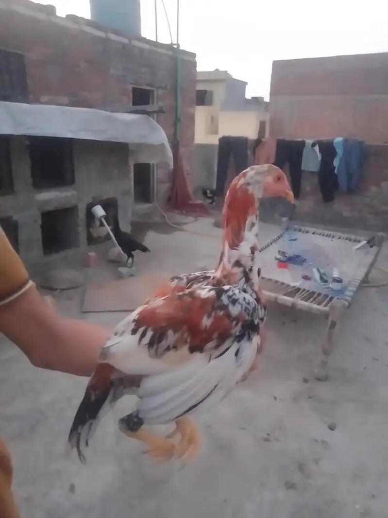 Aseel high quality 3 patha seazon ka Liya havi — photo 2