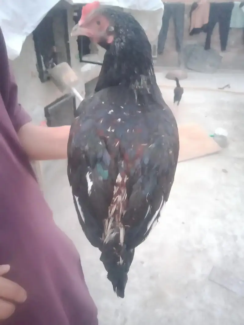 Aseel high quality 3 patha seazon ka Liya havi — photo 6