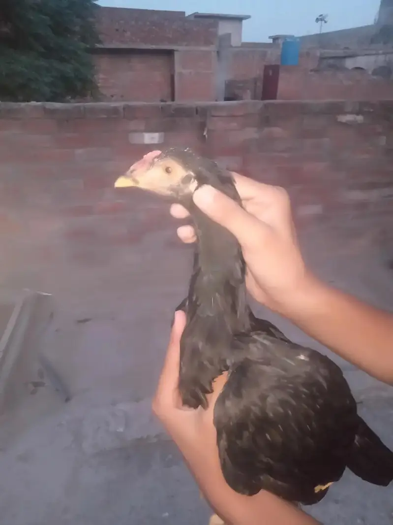 Aseel high quality 3 patha seazon ka Liya havi — photo 7
