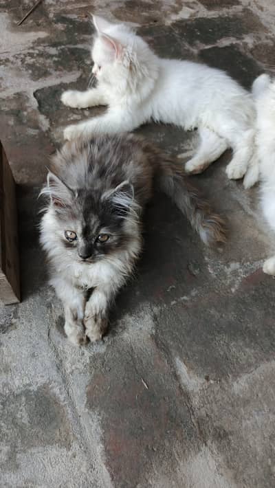 Triple Coat Persian Kittens for Sale
