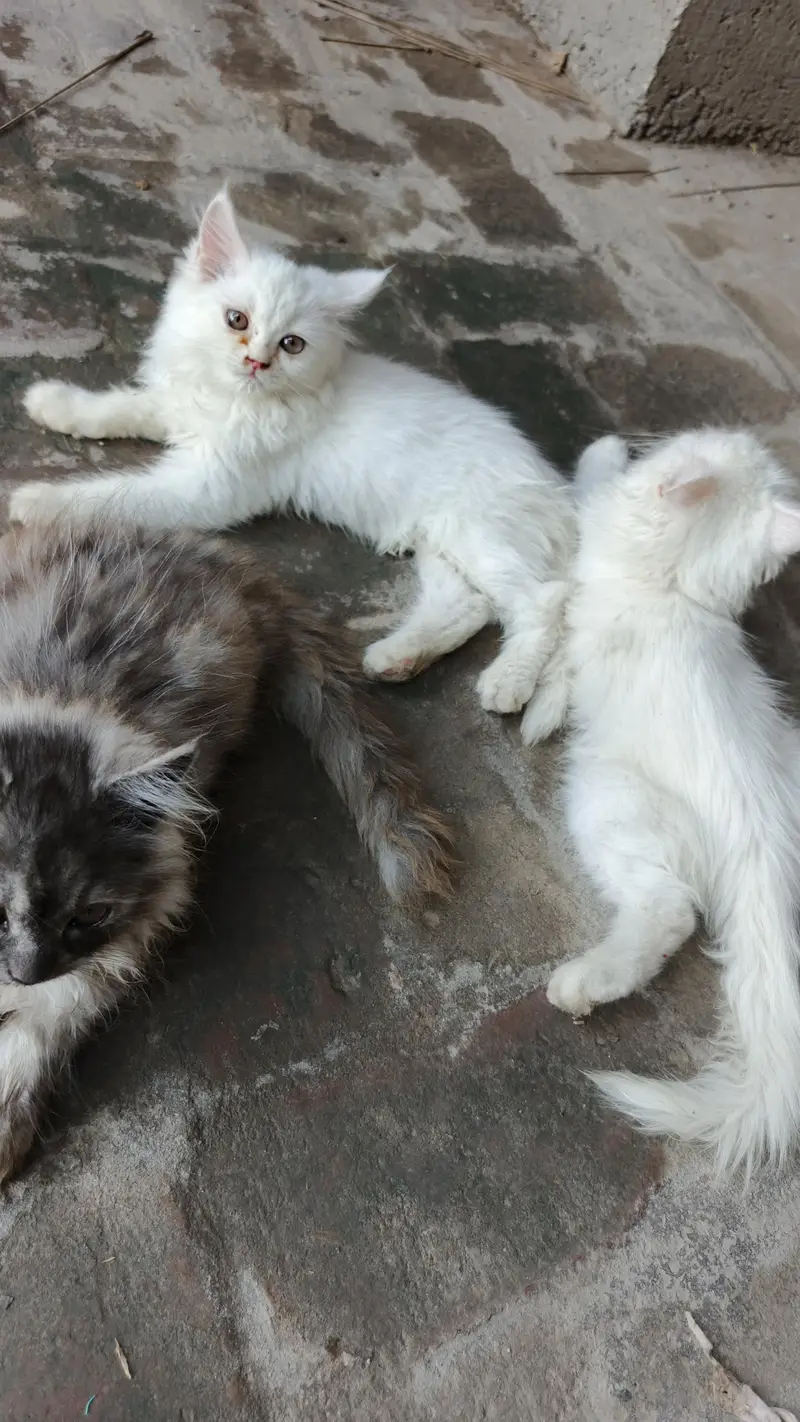 Triple Coat Persian Kittens for Sale — photo 2