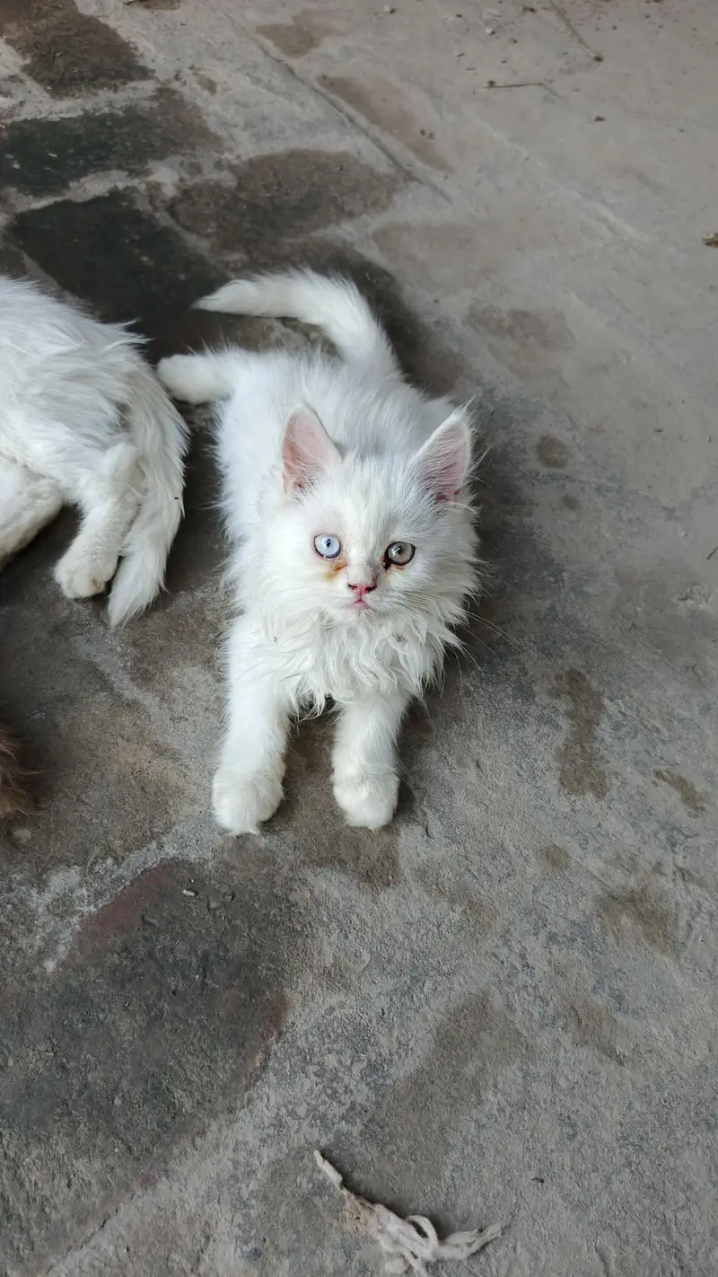 Triple Coat Persian Kittens for Sale — photo 3