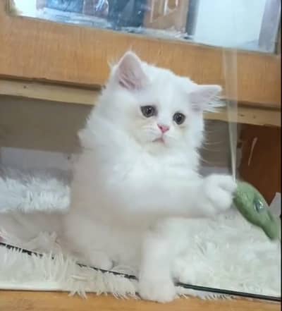 persian female/male kitten/cat triple coat/punch/semipunch