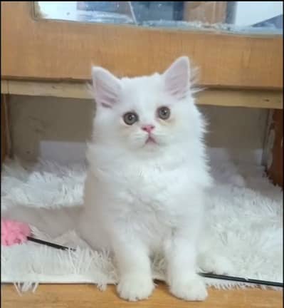 persian female/male kitten/cat triple coat/punch/semipunch