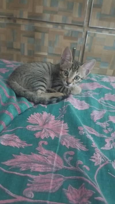 kitten