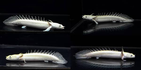 all types exotic fish available