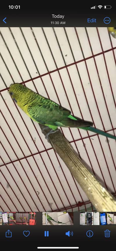 Black wing budgies
