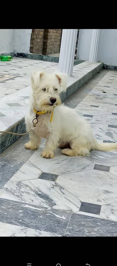 original puppy poodle dog female