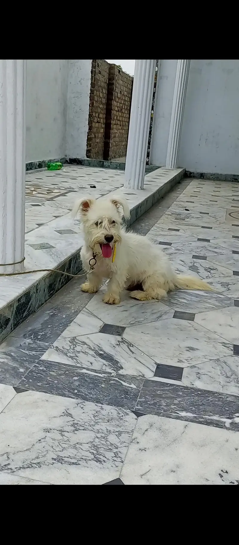 original puppy poodle dog female — photo 2