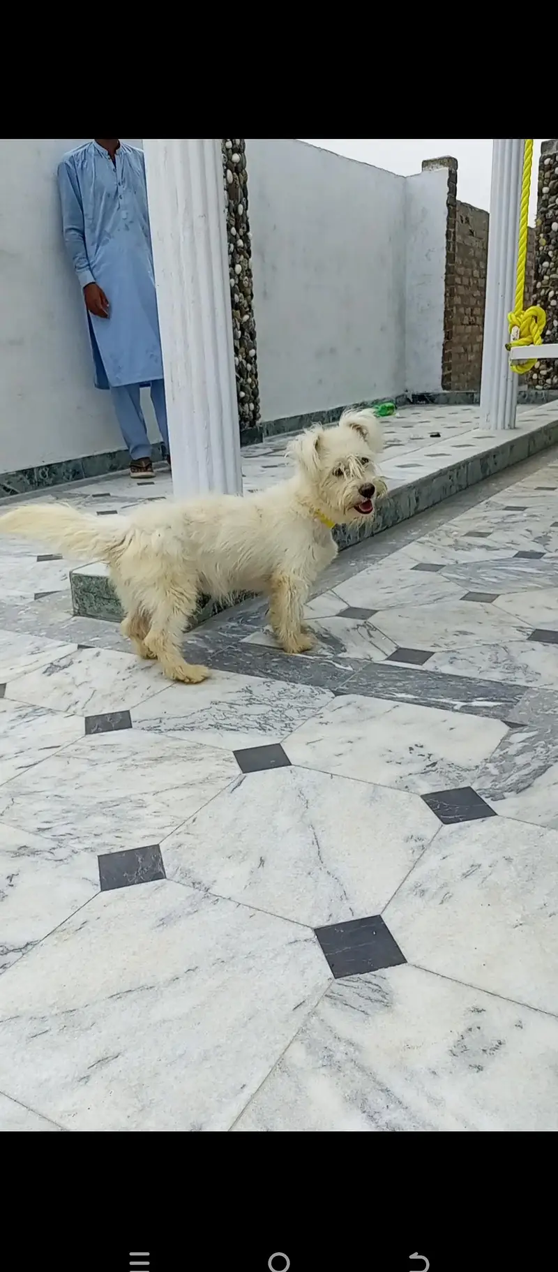 original puppy poodle dog female — photo 3