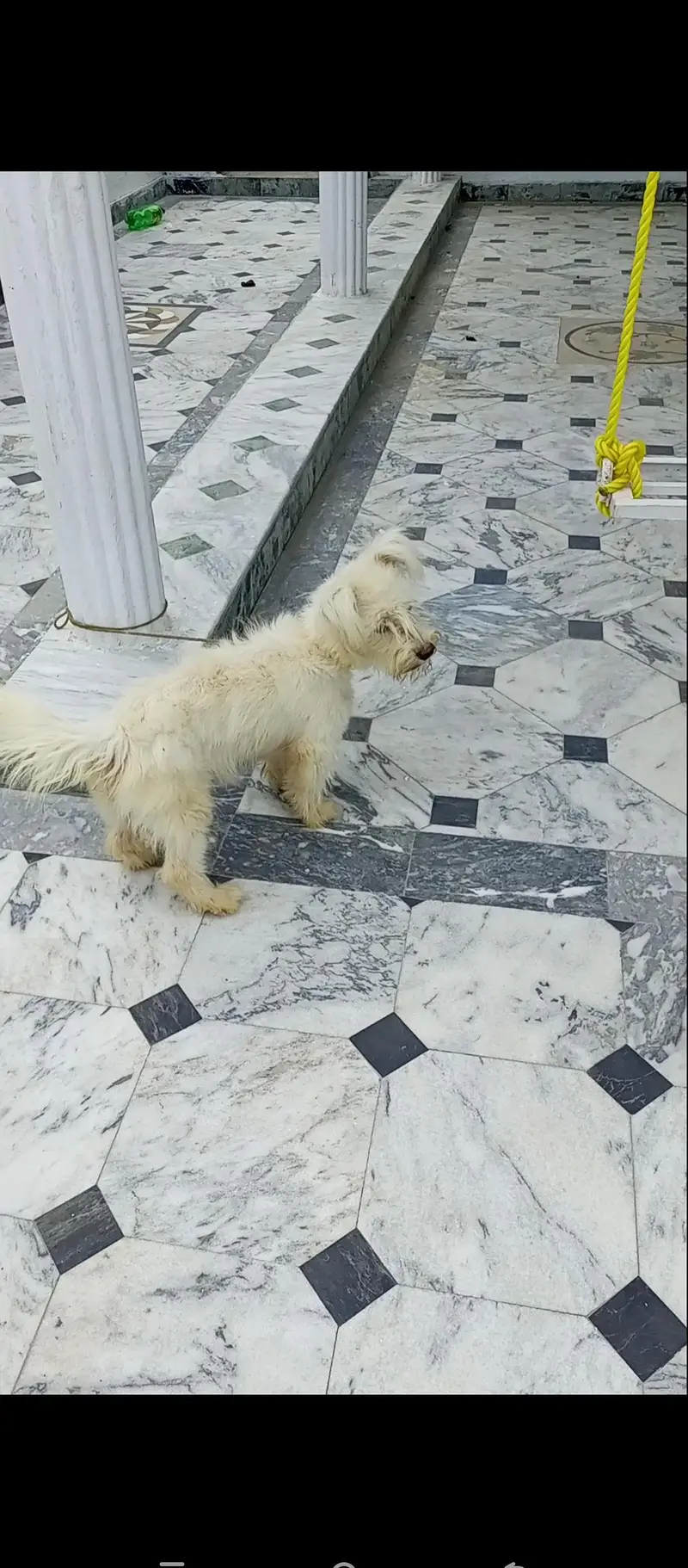 original puppy poodle dog female — photo 4