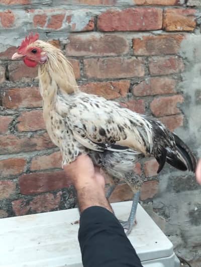 2 Male