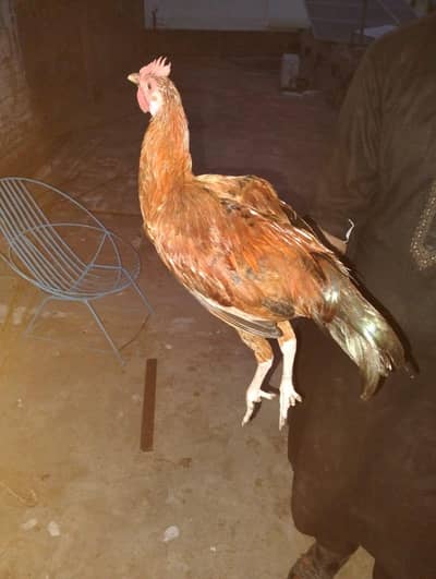 2 Male