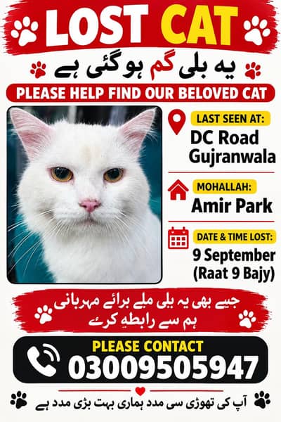 Lost Cat Help to find