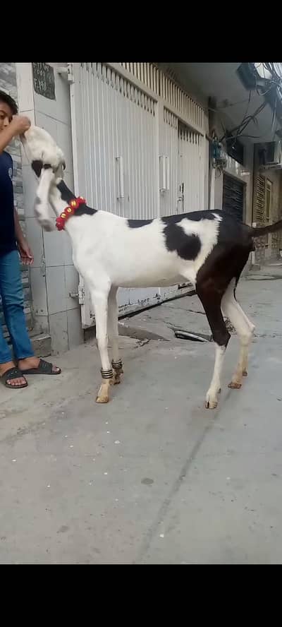 Goats For sale 03125111601