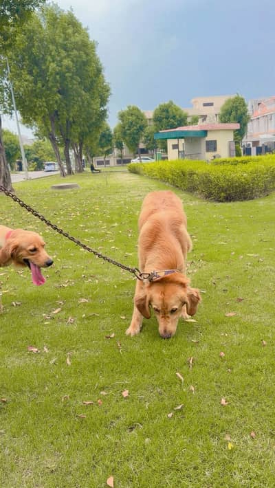 Trained and Friendly Female Golden Retriever for Sale in Lahore