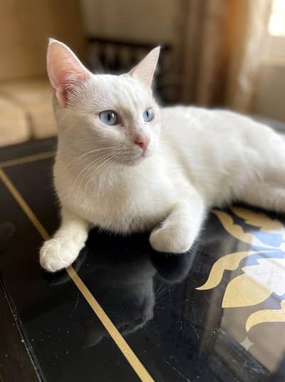 blue eyes beautiful cat for sale