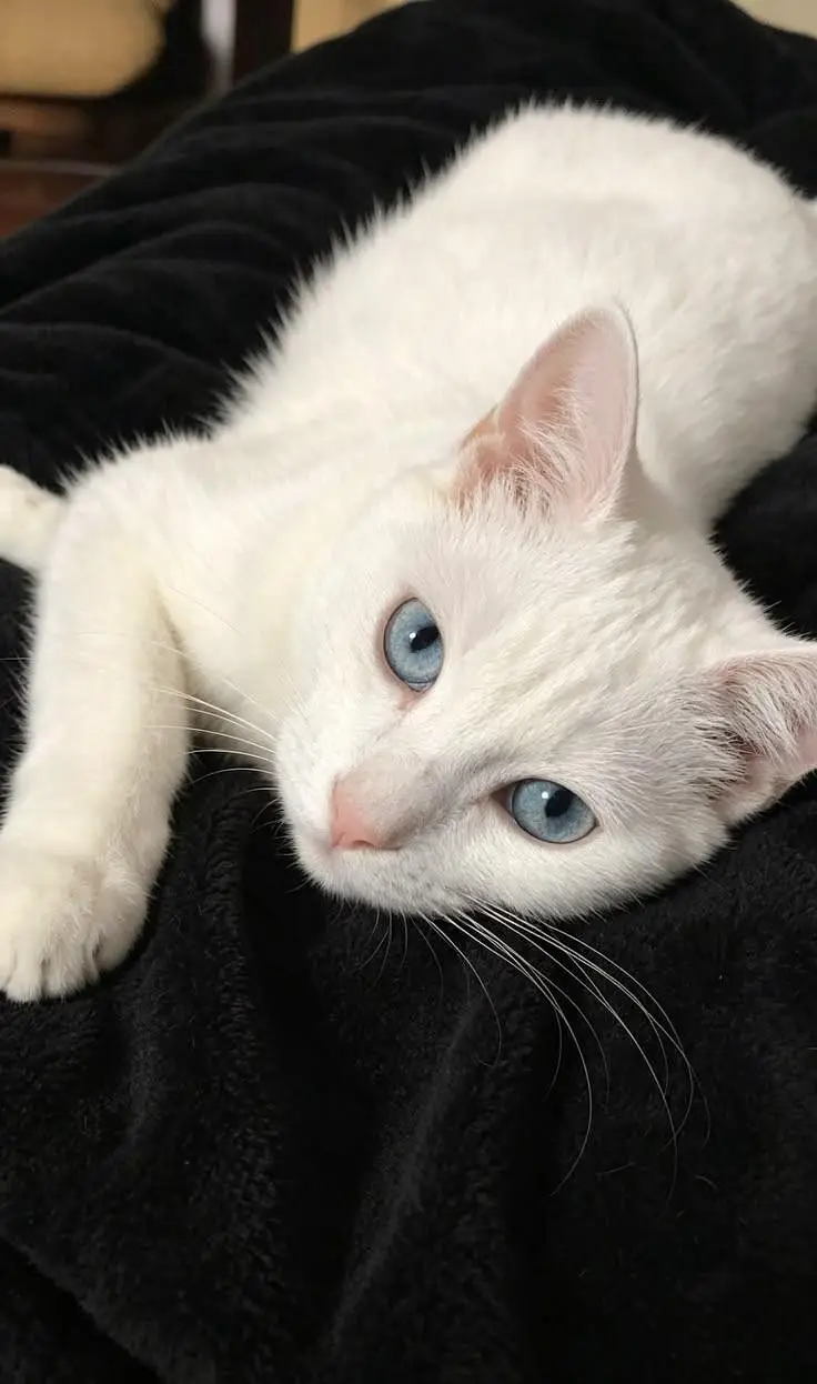 blue eyes beautiful cat for sale — photo 2