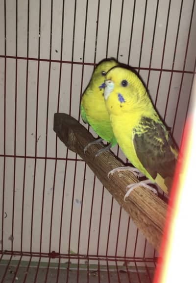 Black wing budgies