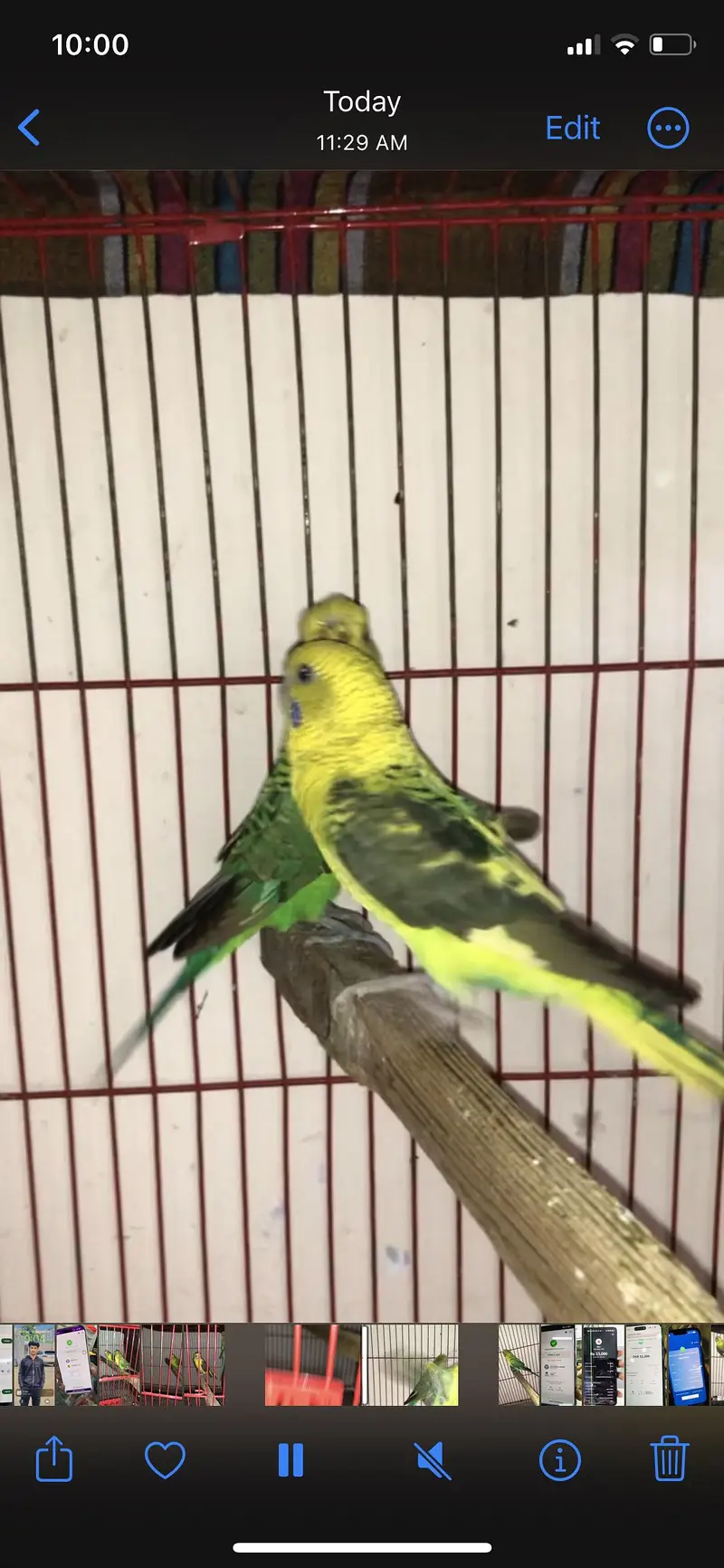 Black wing budgies — photo 2