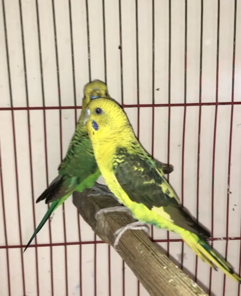 Black wing budgies — photo 3