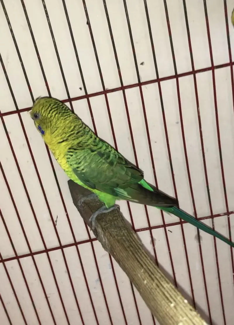 Black wing budgies — photo 4