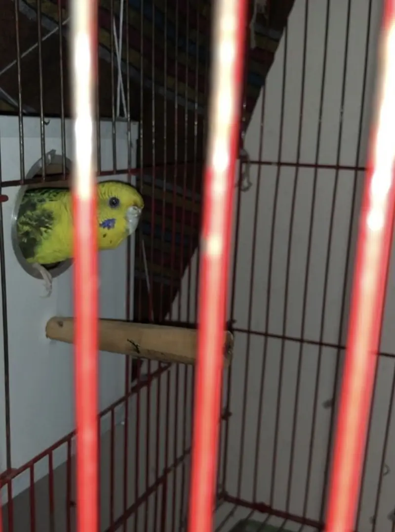 Black wing budgies — photo 5