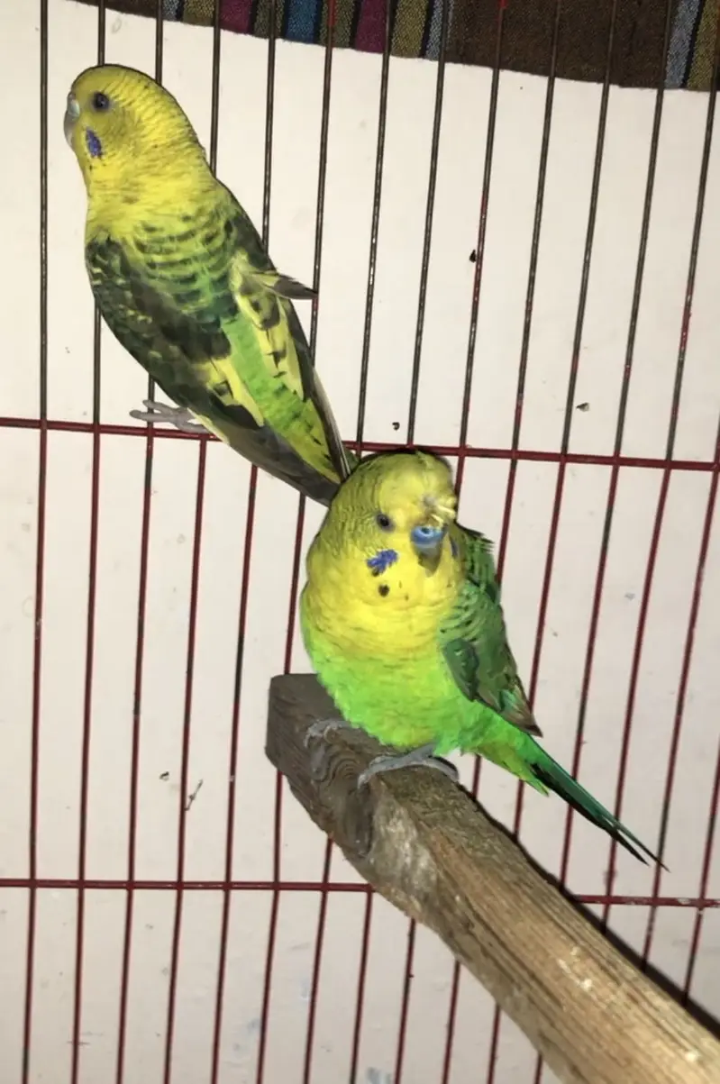 Black wing budgies — photo 6