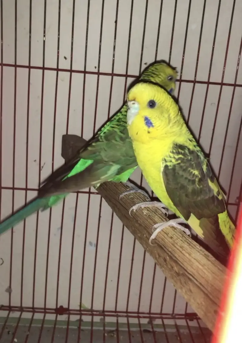 Black wing budgies — photo 7