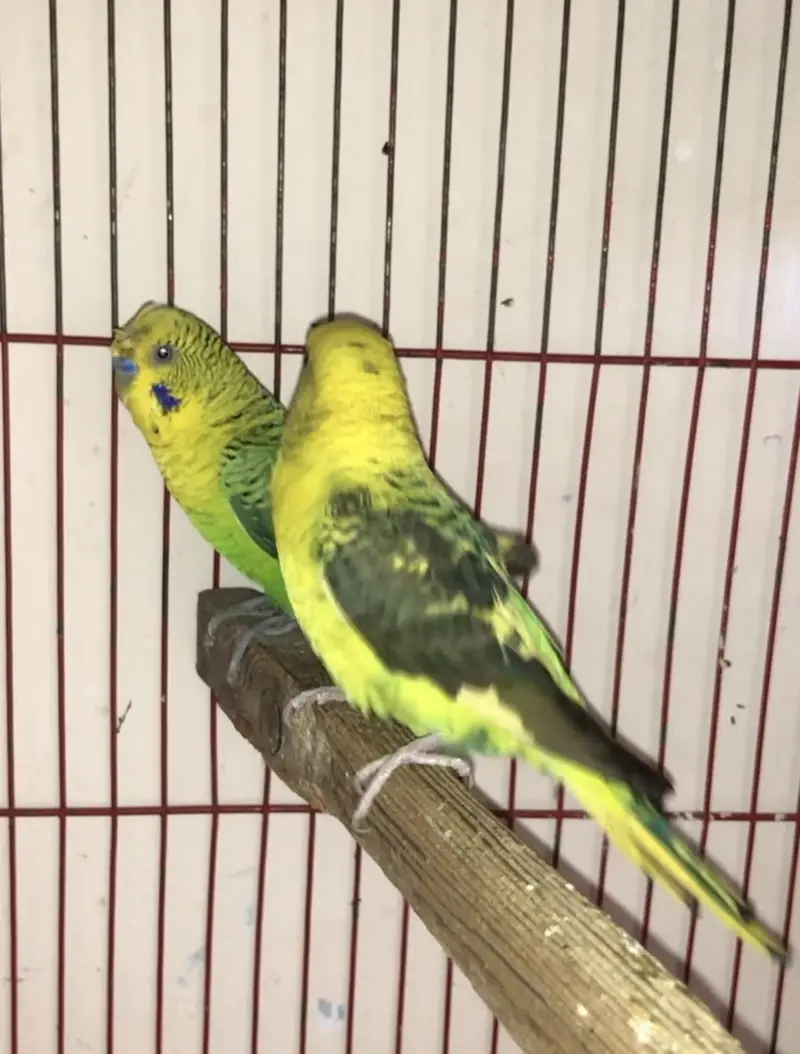 Black wing budgies — photo 8