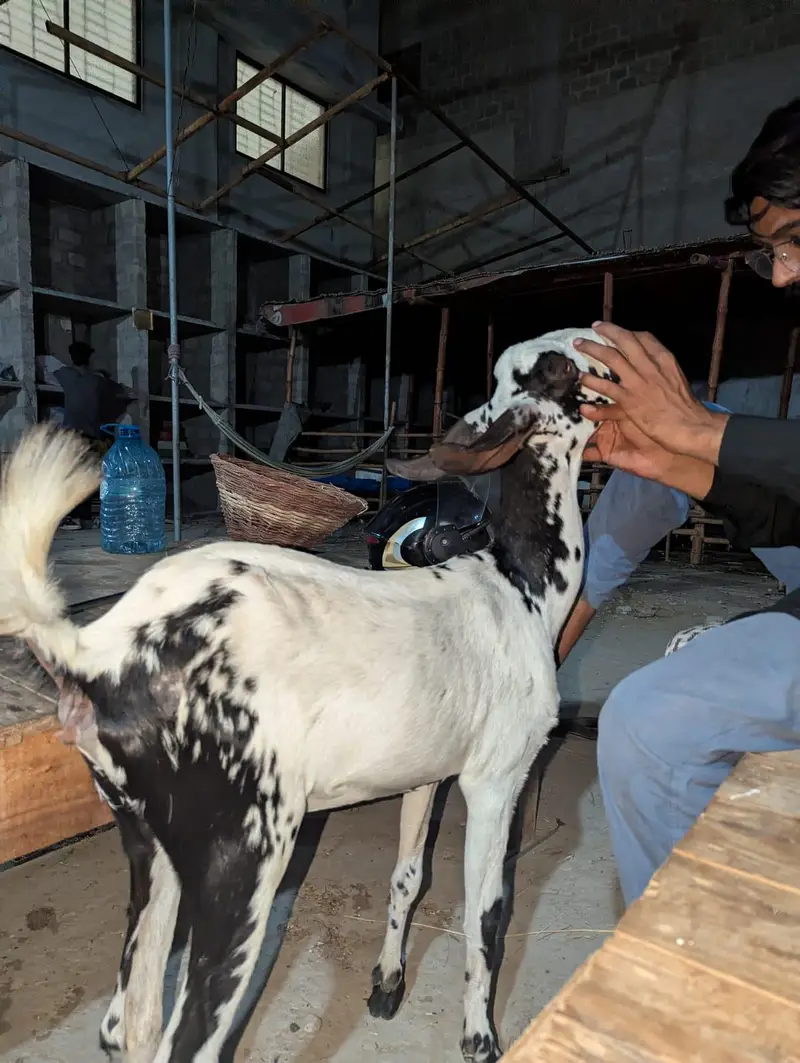 Nigerian tapri — photo 2