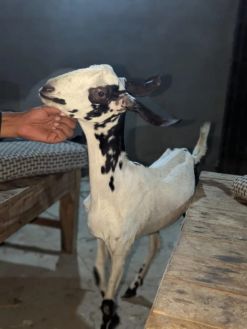 Nigerian tapri — photo 4