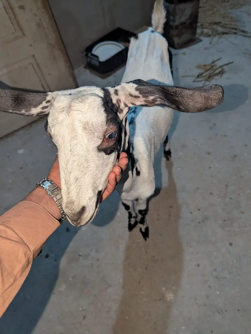 Nigerian tapri — photo 5