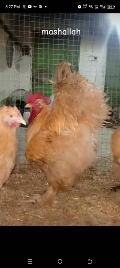 aseel lasani and all types of hens