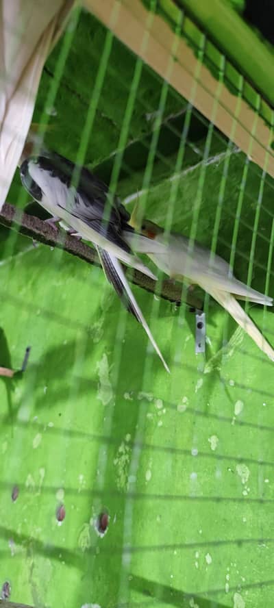 cockatiel 2 pair
