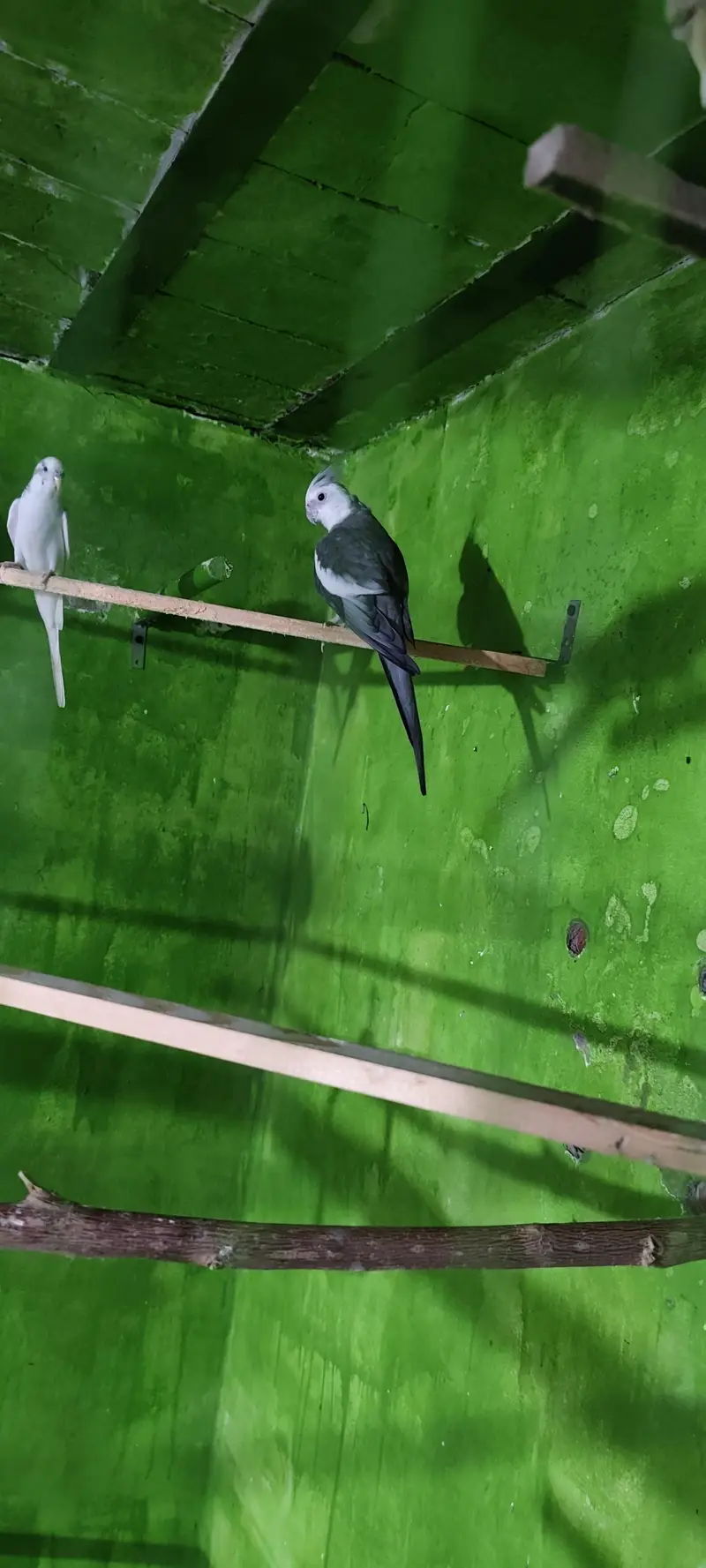 cockatiel 2 pair — photo 2