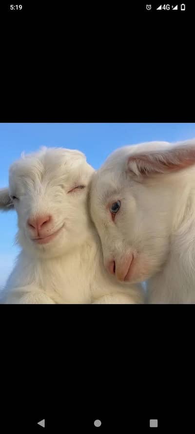 tedi goats baby