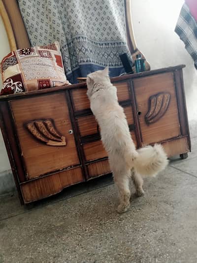 for sale parsian cat