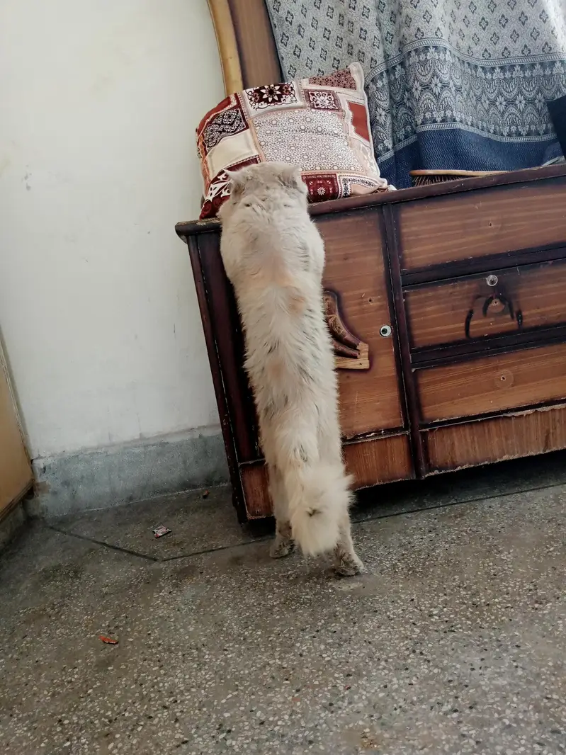for sale parsian cat — photo 2