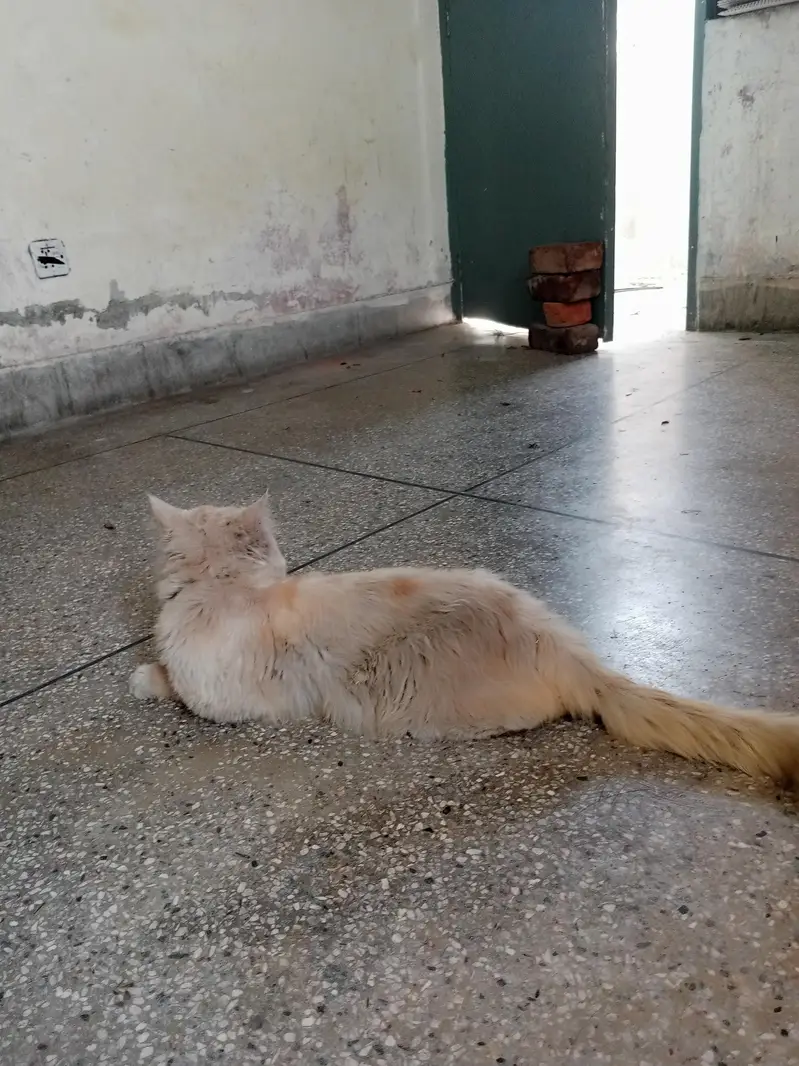 for sale parsian cat — photo 3