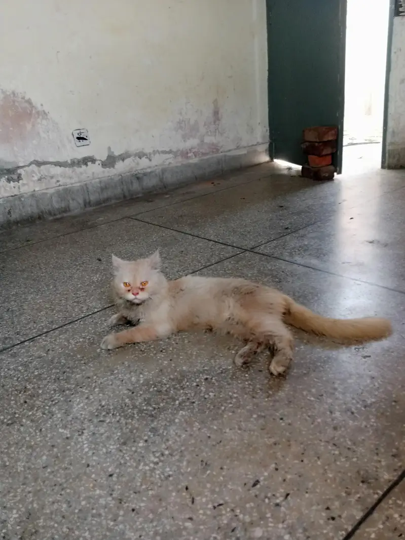 for sale parsian cat — photo 4