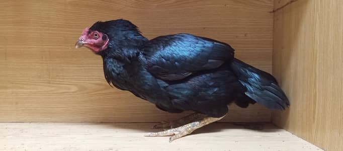 1 female hen