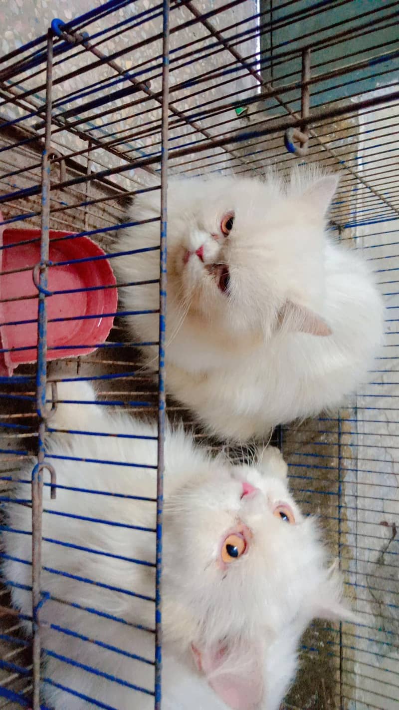 persian 0