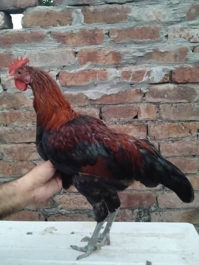 Golden Misri Mix pair