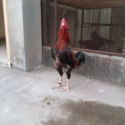 Thai Hen, Miawali murgha and Sindhi Murgha