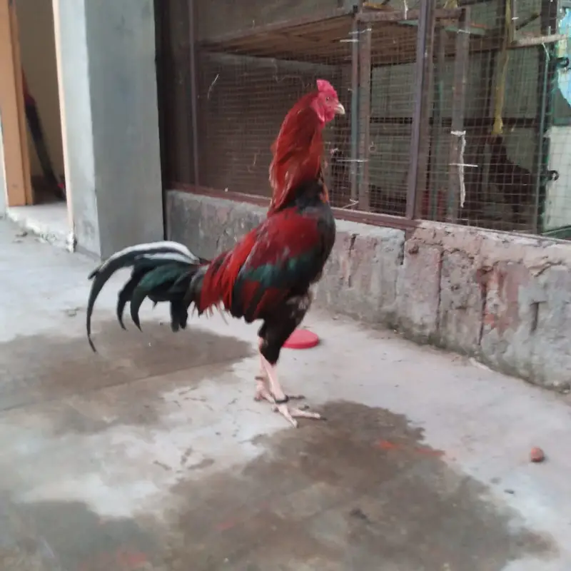 Thai Hen, Miawali murgha and Sindhi Murgha — photo 2
