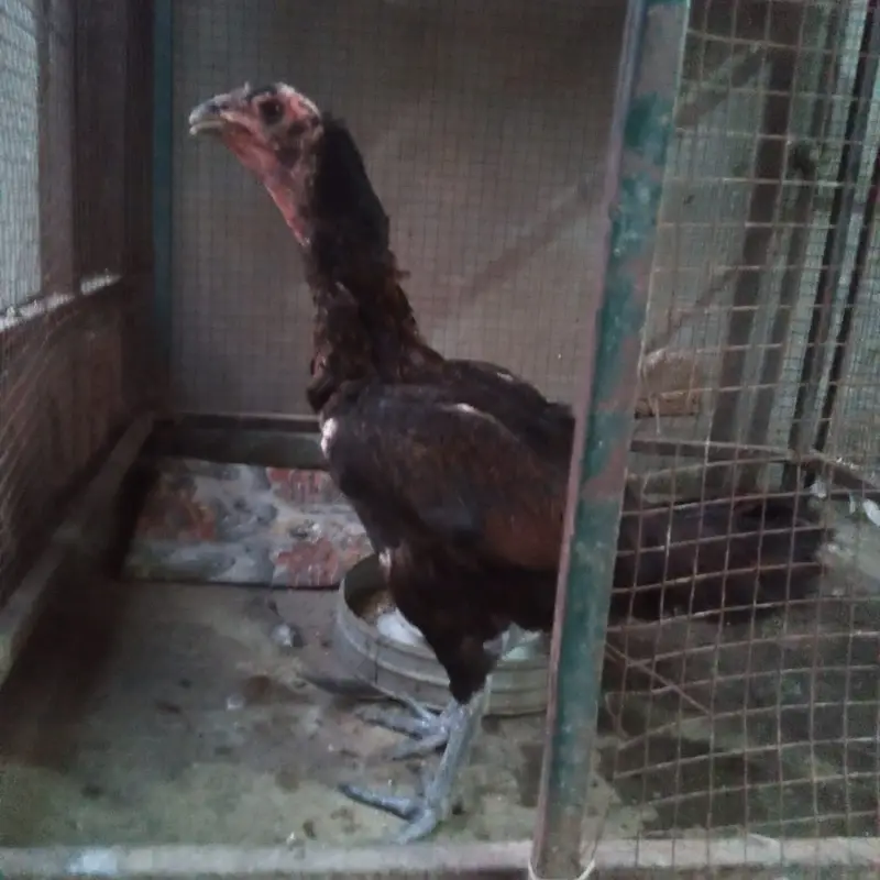 Thai Hen, Miawali murgha and Sindhi Murgha — photo 3