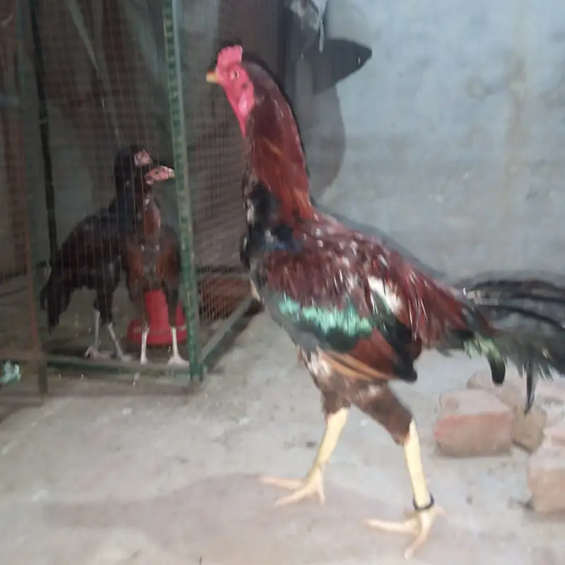 Thai Hen, Miawali murgha and Sindhi Murgha — photo 4